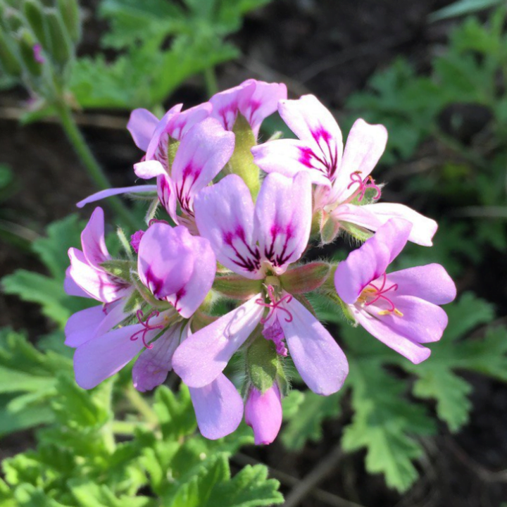 Rose Geranium