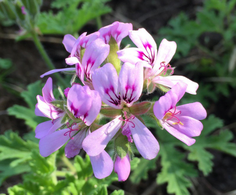 Rose Geranium