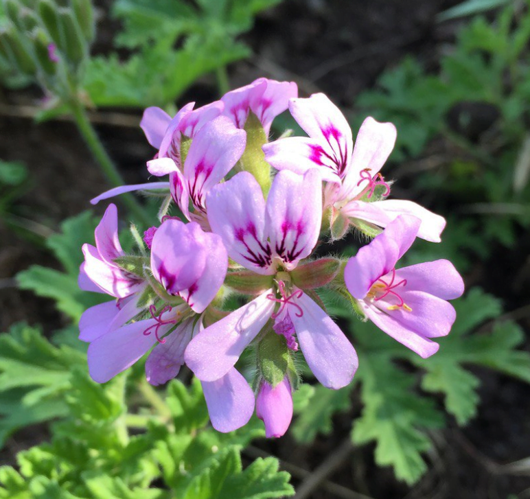 Rose Geranium