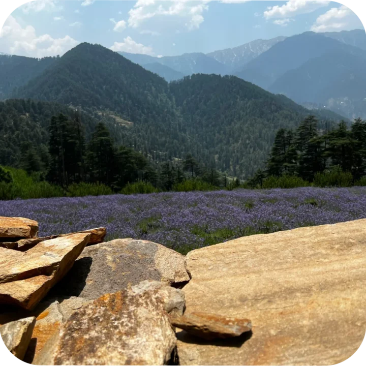 Kashmir_Lavender_Far